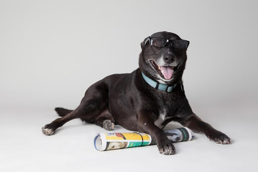 Пожилые собаки