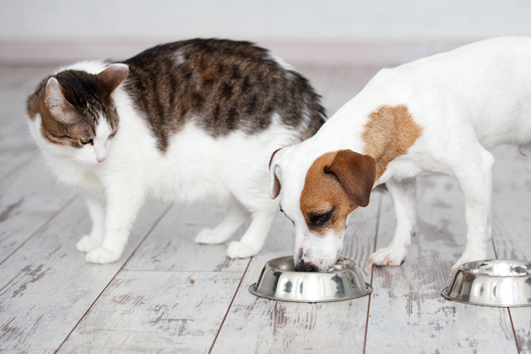 корма для собак