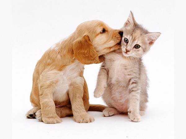 гипоаллергенные корма для кошек и собак