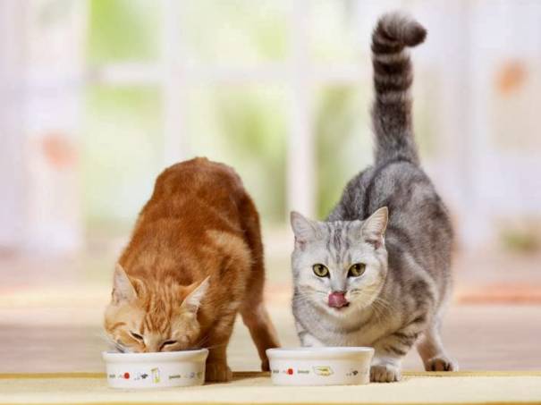 Корма Farmina для кошек